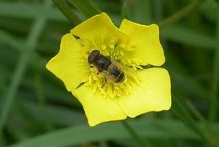 Moscas que son como abejas