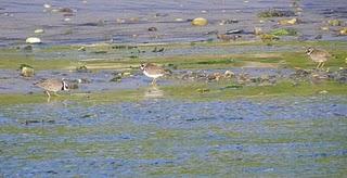 En Bañugues, gavión y gaviota argéntea En Bañugues, gavión y gaviota argéntea