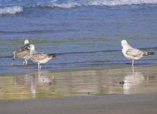 En Bañugues, gavión y gaviota argéntea En Bañugues, gavión y gaviota argéntea