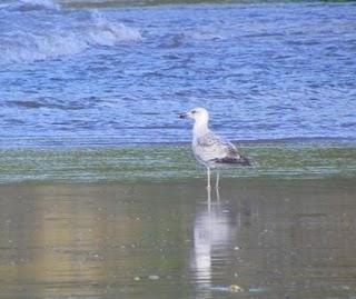 En Bañugues, gavión y gaviota argéntea En Bañugues, gavión y gaviota argéntea