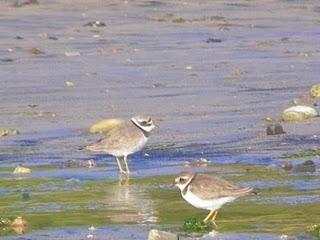 En Bañugues, gavión y gaviota argéntea En Bañugues, gavión y gaviota argéntea