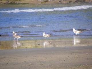 En Bañugues, gavión y gaviota argéntea En Bañugues, gavión y gaviota argéntea