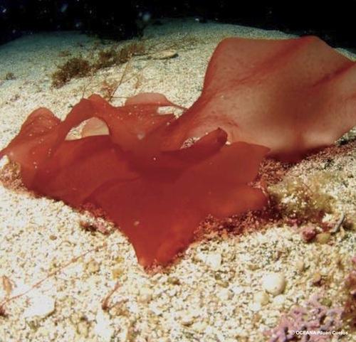 Habitats en Peligro - Otros tipos de habitats identificados Habitats en Peligro Otros tipos de habitats identificados Habitats en peligro