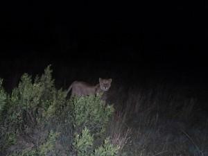 Un safari nocturno por la reserva de Pumba