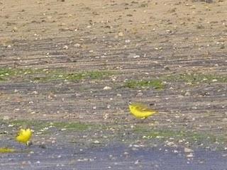 Lavanderas boyeras Lavanderas boyeras