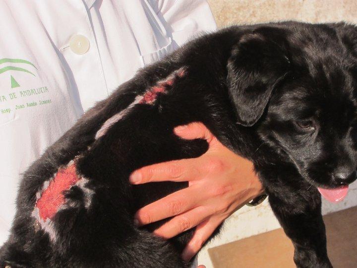 Labradora de 2 meses que ha sufrido mucho tan peque, nuevo caso de maltrato animal. (Huelva)
