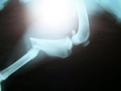 Chloe perra de aguas atropellada.(Sevilla) Chloe perra de aguas atropellada.(Sevilla)