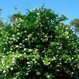 Philadelphus Coronarius/Falso naranjo/jeringuilla http://www.planfor.fr/Donnees_Site/Produit/HTML/images/philadelphus_virginal_planfor01.jpg