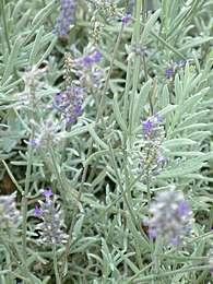 Las Lavandas, una planta exquisita.//Espilegos Las Lavandas, una planta exquisita.//Espilegos