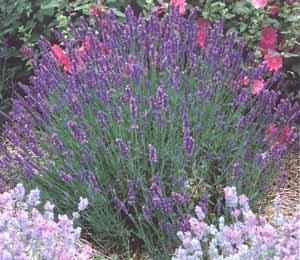 Las Lavandas, una planta exquisita.//Espilegos Las Lavandas, una planta exquisita.//Espilegos