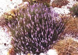 Las Lavandas, una planta exquisita.//Espilegos Las Lavandas, una planta exquisita.//Espilegos
