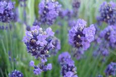 Las Lavandas, una planta exquisita.//Espilegos Las Lavandas, una planta exquisita.//Espilegos