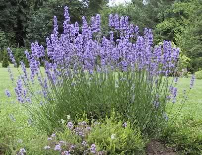 Las Lavandas, una planta exquisita.//Espilegos Las Lavandas, una planta exquisita.//Espilegos