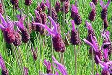 Las Lavandas, una planta exquisita.//Espilegos lavanda_stoechas.jpg (230×153)