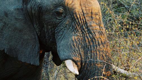 El CEO de GoDaddy  es Criticado por un Video en que se lo muestra Matando a un Elefante﻿ // Dilema Ético?