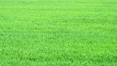 herbes Tractores de época.