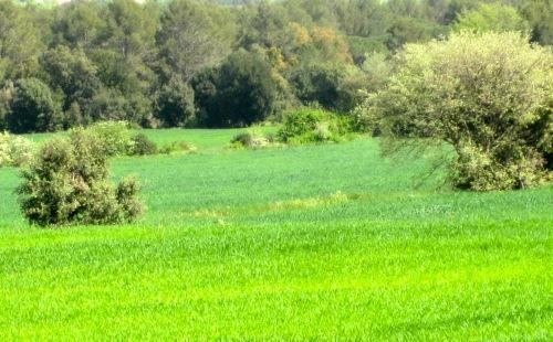 arbres Tractores de época.