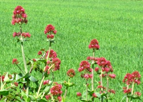 color Tractores de época.