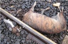 Galga decapitada en la vía del tren, nadie investiga ni siquiera recogen el cuerpo, ya hace una semana (Imagenes fuertes)