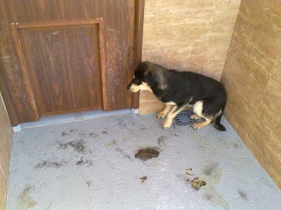 BUDY, cachorrito x pastor alemán, adoptaron a su hermanito y el se quedó,,,PERRERA DE ORIHUELA. MUY URGENTE!!