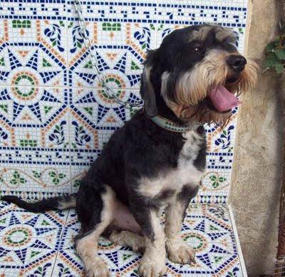 Bruno perro tamaño pequeño (Murcia)‏