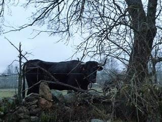 Toros, toreros y Esperanza