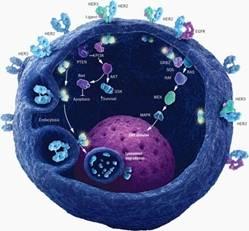 T-DM1 MEJORA LA SUPERVIVENCIA Y DISMINUYE LOS EFECTOS ADVERSOS DE LA QUIMIOTERAPIA EN CÁNCER  DE MAMA HER2 POSITIVO METASTÁSICO