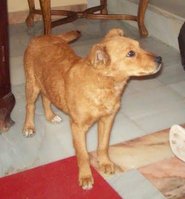 Lobi, cachorrita mestiza labrador y Chowchow (Murcia)‏