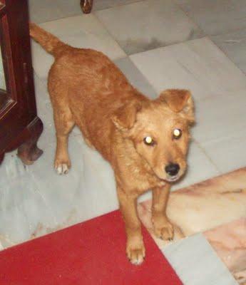 Lobi, cachorrita mestiza labrador y Chowchow (Murcia)‏