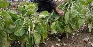 El efecto 'engañoso' de los alimentos orgánicos El efecto 'engañoso' de los alimentos orgánicos