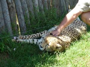 Proyecto de reproducción de guepardos Daniel Cheetah