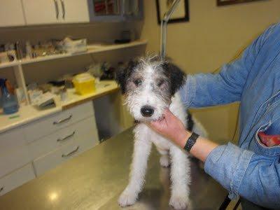 Tato Fox-terrier, de 3 meses, que busca a su Tin tin