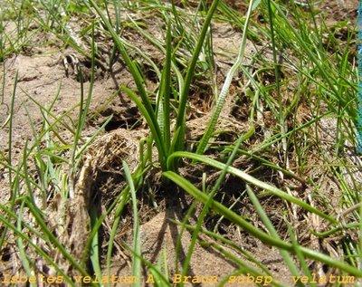 Isoetes velatum (A. Braum) subsp. velatum DD Isoetes velatum (A. Braum) subsp. velatum DD