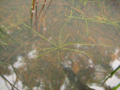 Isoetes velatum (A. Braum) subsp. velatum DD Isoetes velatum (A. Braum) subsp. velatum DD