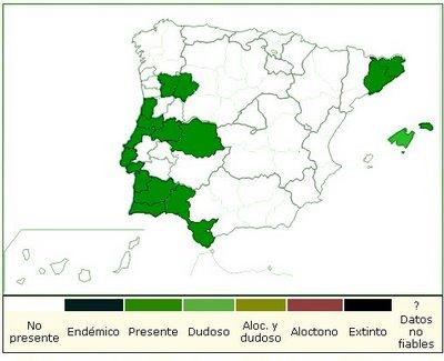 Isoetes durieui (Bory) VU Isoetes durieui (Bory) VU