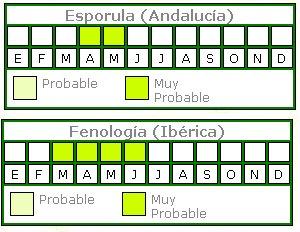 Isoetes durieui (Bory) VU Isoetes durieui (Bory) VU
