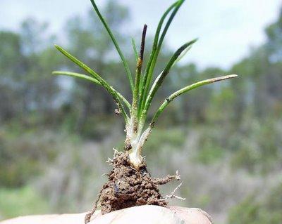 Isoetes durieui (Bory) VU Isoetes durieui (Bory) VU