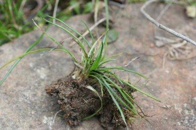 Isoetes durieui (Bory) VU Isoetes durieui (Bory) VU