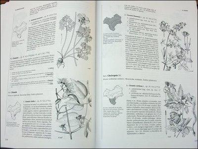 FLORA VASCULAR DE ANDALUCÍA OCCIDENTAL FLORA VASCULAR DE ANDALUCÍA OCCIDENTAL