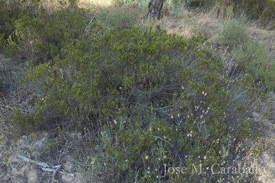 ENCONTRADA UNA POBLACIÓN DE CAMARINA (COREMA ALBUM) EN PUNTA UMBRÍA.// FOUND A POPULATION OF CAMARINA (COREMA ALBUM) IN PUNTA UMBRÍA ENCONTRADA UNA POBLACIÓN DE CAMARINA (COREMA ALBUM) EN PUNTA UMBRÍA.// FOUND A POPULATION OF CAMARINA (COREMA ALBUM) IN PUNTA UMBRÍA