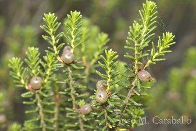 ENCONTRADA UNA POBLACIÓN DE CAMARINA (COREMA ALBUM) EN PUNTA UMBRÍA.// FOUND A POPULATION OF CAMARINA (COREMA ALBUM) IN PUNTA UMBRÍA ENCONTRADA UNA POBLACIÓN DE CAMARINA (COREMA ALBUM) EN PUNTA UMBRÍA.// FOUND A POPULATION OF CAMARINA (COREMA ALBUM) IN PUNTA UMBRÍA