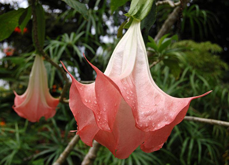 Brugmansia//Trompetero http://www.botanicalgarden.ubc.ca/potd/brugmansia_suaveolens.jpg