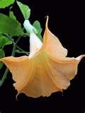 Brugmansia//Trompetero http://ts2.mm.bing.net/images/thumbnail.aspx?q=545883035117&id=8f10c4e268150b9f9d9c73d92a66e314&url=http%3a%2f%2fwww.plantoftheweek.org%2fimage%2fbrugmansia.jpg