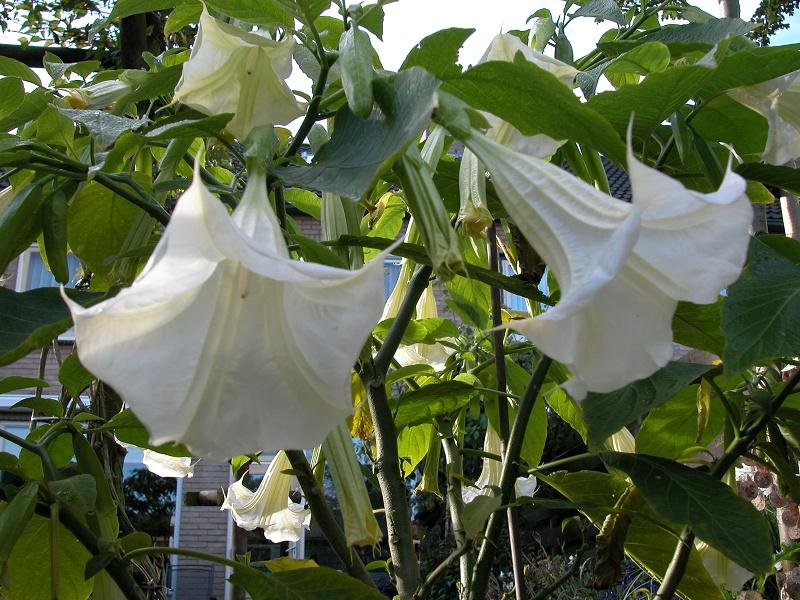 Brugmansia//Trompetero http://www.arpahome.nl/images_tuin/Brugmansia2.JPG