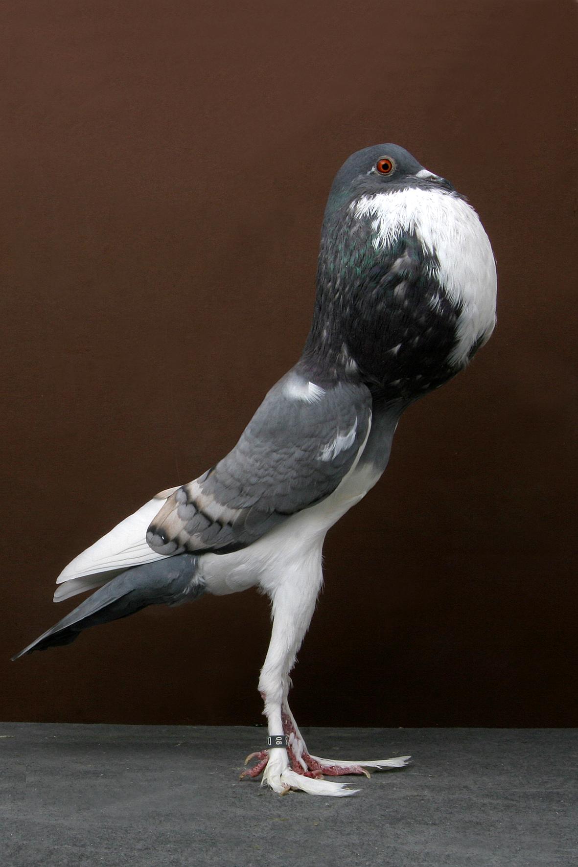 Palomas campeonas Palomas campeonas