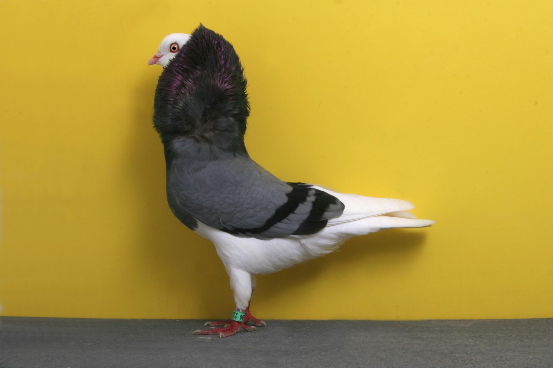 Palomas campeonas Palomas campeonas