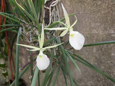 Brassavola tuberculata Brassavola tuberculata