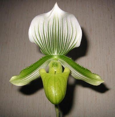 Zapatito - Paphiopedilum sp Zapatito - Paphiopedilum sp