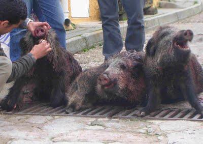 Jabalíes hieren niña de gravedad Jabalíes hieren niña de gravedad