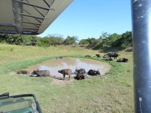 Una manada de búfalos descansando junto a una charca